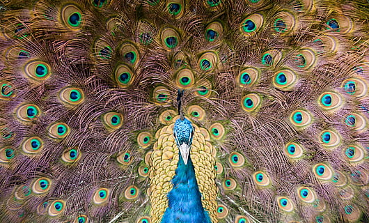 Pfau, Feder, Pfauenfeder, Tierthemen, Vogel, Tier, Tierwelt, ein Tier, Tiere in freier Wildbahn, Wirbeltier, keine Leute, aufgefächert, Nahansicht, mehrfarbig, Vollbild, Tierkörperteil, Tag, männliches Tier, Schönheit in der Natur, draußen, Tierkopf, türkisfarben, 4K, CC0, gemeinfrei, lizenzfrei