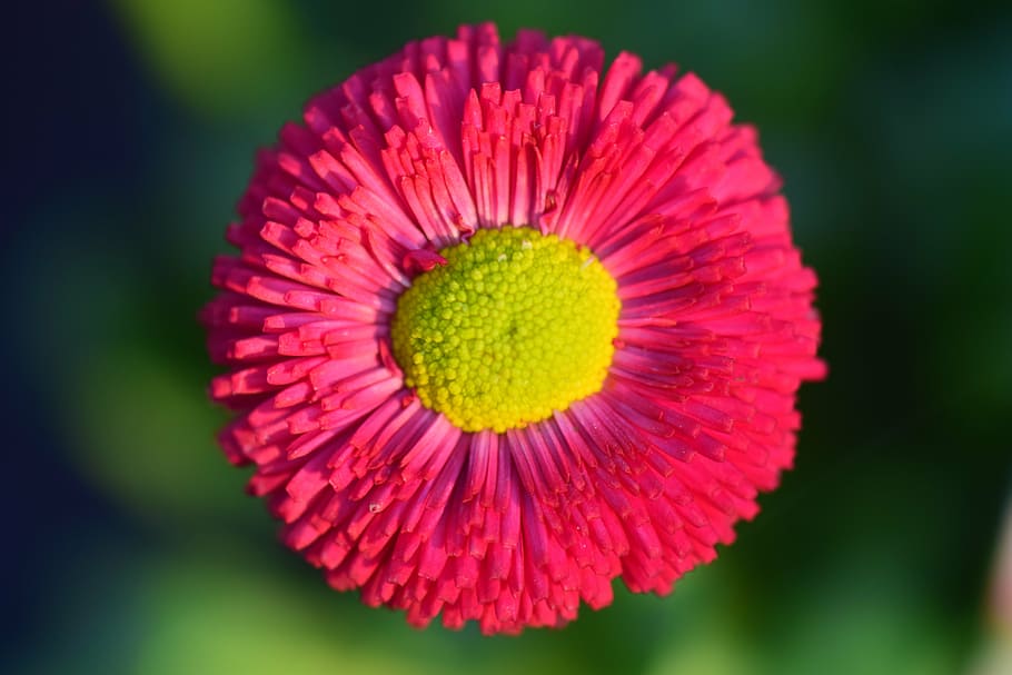 daisy, rød, blomst, blomstre, flor, plante, farve, forår, farverig, makro, rød daisy, natur, kompositter, røve roy, kultivar, tæt, lyse, rød gänseblume, rød blomst, kronblad, blomsterhoved, skrøbelighed, tæt på, friskhed, vækst, skønhed i naturen, dag, blomstrende plante, blomsterstand, sårbarhed, pollen, lyserød farve, ingen mennesker, fokus på forgrunden, udendørs, koncentriske, 5K