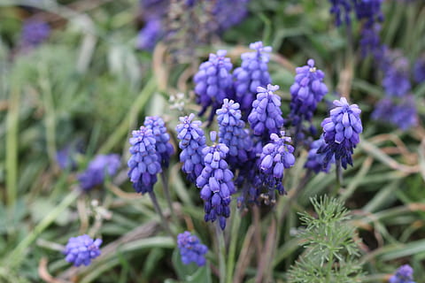 lilla, hyacint, makro, natur, blomst billede, blomst, Kalkun, forår, tæt på, grøn, blomster, lavendel, skrøbelighed, blomstrende plante, plante, sårbarhed, skønhed i naturen, friskhed, vækst, kronblad, dag, ingen mennesker, fokus på forgrunden, blomsterstand, blomsterhoved, botanik, selektiv fokusering, flok blomster, 5K, CC0, offentligt domæne, royaltyfrie