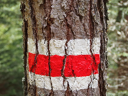 Log, Weg, Pfad, Wandern, Baum, Zugcharakter, Wegzeichen, Kennzeichen, rot, Wegweiser, Weiß, Natur, Wald, Baumstamm, Kofferraum, Fokus auf den Vordergrund, texturiert, Tag, Nahansicht, Pflanzenrinde, Pflanze, keine Leute, Rau, draußen, Holz - Material, Muster, Land, Borke, Wachstum, 4K, CC0, gemeinfrei, lizenzfrei