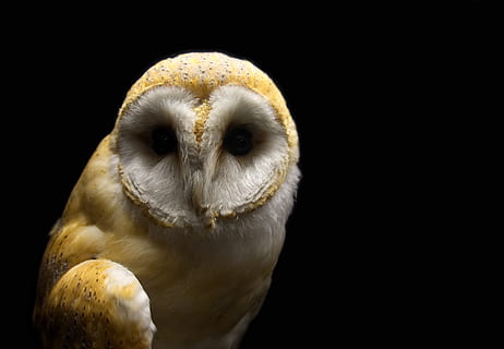 fotografía macro, marrón, blanco, búho, granero, lechuza, pájaro, raptor, escalofriante, cazador, noche, siniestro, amenaza, temor, presagio, tyto alba, nocturno, silencio, tranquilo, relleno, taxidermia, museo, depredador, presa, pico, moteado, plumaje, aviar, salvaje, carnívoro, ojos, sigilo, cauteloso, retrato, familiar, fondo negro, un animal, temas de animales, animal, foto de estudio, ave de rapiña, fauna animal, vertebrado, de cerca, animales en la naturaleza, copia espacio, parte del cuerpo del animal, adentro, mirando a la cámara, nadie, vista frontal, cabeza de animal, ojo de animal, 4K