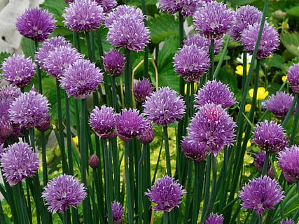 arpagic, a inflori, Violet, natură, plantă, floare, vară, a închide, planta cu flori, prospeţime, frumusețe în natură, vulnerabilitate, creştere, fragilitate, inflorescenţă, petală, cap de floare, nici o persoana, botanică, culoarea roz, zi, în aer liber, Culoarea verde, polen, 1080P, CC0, domeniu public, fără drepturi de autor