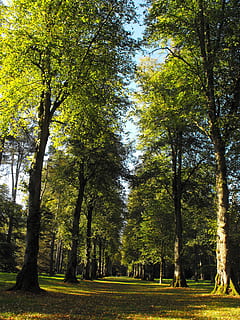 arbres, llima americana, Lima, línia d’arbre, solitud, estiu, arbre, planta, creixement, terra, tranquil·litat, bellesa a la natura, tronc, tronc de l'arbre, escena tranquil·la, naturalesa, color verd, escenics - natura, bosc, dia, parc, escena no urbana, cap gent, medi ambient, paisatge, camp, a l'aire lliure, canvi, 2K, CC0, domini públic, lliure de regalies