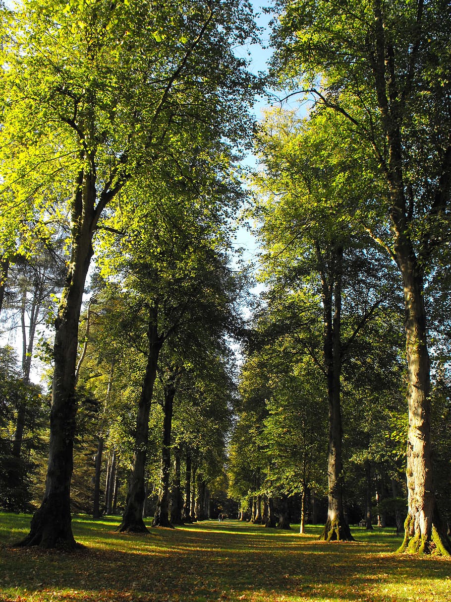arbres, llima americana, Lima, línia d’arbre, solitud, estiu, arbre, planta, creixement, terra, tranquil·litat, bellesa a la natura, tronc, tronc de l'arbre, escena tranquil·la, naturalesa, color verd, escenics - natura, bosc, dia, parc, escena no urbana, cap gent, medi ambient, paisatge, camp, a l'aire lliure, canvi, 2K