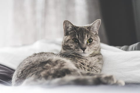 gato malhado de prata, gato, gatinho, animal, borrão, quarto, gato doméstico, doméstico, pets, animais domésticos, mobília, mamífero, felino, temas animais, cama, relaxamento, retrato, olhando para a câmera, dentro de casa, um animal, ninguém, foco seletivo, confortável, focar em primeiro plano, bigode, acolhedor, 5K, CC0, domínio público, royalty free