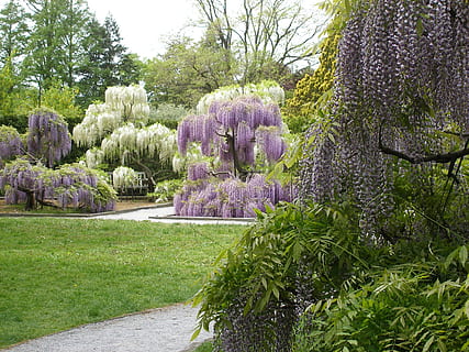foto del paisaje, arboles, las flores, glicina, primavera, floreciente, planta, floral, púrpura, pintoresco, al aire libre, parque, plantas perennes, jardín, lila, flor, cama de flores, árbol, día, planta floreciendo, crecimiento, belleza en la naturaleza, naturaleza, hierba, color verde, parque - espacio hecho por el hombre, tranquilidad, nadie, frescura, escena tranquila, jardín formal, jardín ornamental, 2K, CC0, dominio público, libre de derechos