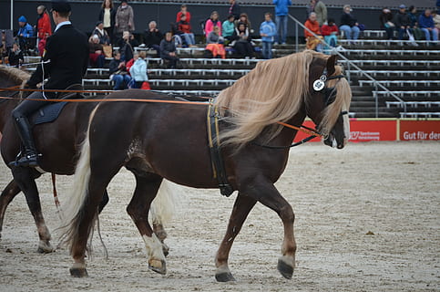 køreskole, hest, hingst, stud, hestestjerne, husdyr, ridning, konkurrence, dyre temaer, fritidsaktivitet, pattedyr, indenlandske, hvirveldyr, kæledyr, dyreliv, gruppe af mennesker, tilfældige mennesker, rigtige mennesker, arbejdsdyr, et dyr, livsstil, dag, planteædende, mennesker, aktivitet, udendørs, 4K, CC0, offentligt domæne, royaltyfrie