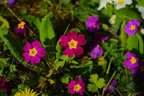 primula, fiorire, fioritura, rosso, viola, rosso, viola, fiore, giallo, bellissimo, serra di primula, Primulaceae, natura, pianta, estate, letto di fiori, testa di fiore, multicolore, petalo, colore verde, all'aperto, bellezza nella natura, colore rosa, foglia, pianta fiorita, freschezza, fragilità, vulnerabilità, crescita, infiorescenza, avvicinamento, nessuno, concentrarsi sulle conoscenze acquisite, parte vegetale, giorno, 5K, CC0, dominio pubblico, privo di copyright