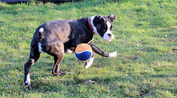 boxer, cão, animal, corre, desabafar, poder, Preto e branco, cão jovem, Toque, bola, movimento, Rapidez, animais domésticos, mamífero, doméstico, pets, temas animais, grama, um animal, plantar, canino, vertebrado, campo, terra, natureza, dia, cor verde, ninguém, ao ar livre, 2K, CC0, domínio público, royalty free