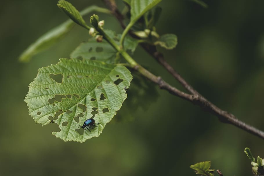 verd, error, full, plantes amb fulles verdes, forats, branca, insecte, brots, bokeh, macro, arbre, color verd, planta, part de la planta, fauna animal, animals a la natura, invertebrat, temes d'animals, primer pla, animal, naturalesa, centrar-se en primer pla, creixement, un animal, dia, cap gent, bellesa a la natura, a l'aire lliure, 4K