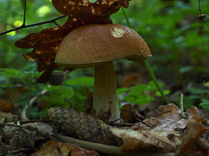 Rough, Boletus, Mushroom, Forest, rough boletus, fungus, toadstool, nature, growth, fly agaric, vegetable, food, plant, land, close-up, no people, food and drink, focus on foreground, edible mushroom, field, tree, beauty in nature, fly agaric mushroom, day, outdoors, poisonous, 2K, CC0, public domain, royalty free