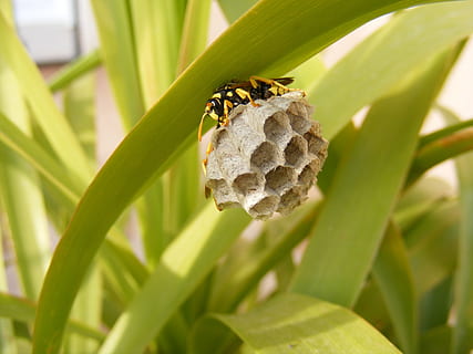 abella, niu, insecte, casa, hexàgon, família, animal, naturalesa, vida salvatge, Vespa, Hornet, animals a la natura, invertebrat, fauna animal, temes d'animals, full, planta, primer pla, part de la planta, cap gent, dia, bellesa a la natura, creixement, centrar-se en primer pla, color verd, grup d’animals, a l'aire lliure, 2K, CC0, domini públic, lliure de regalies