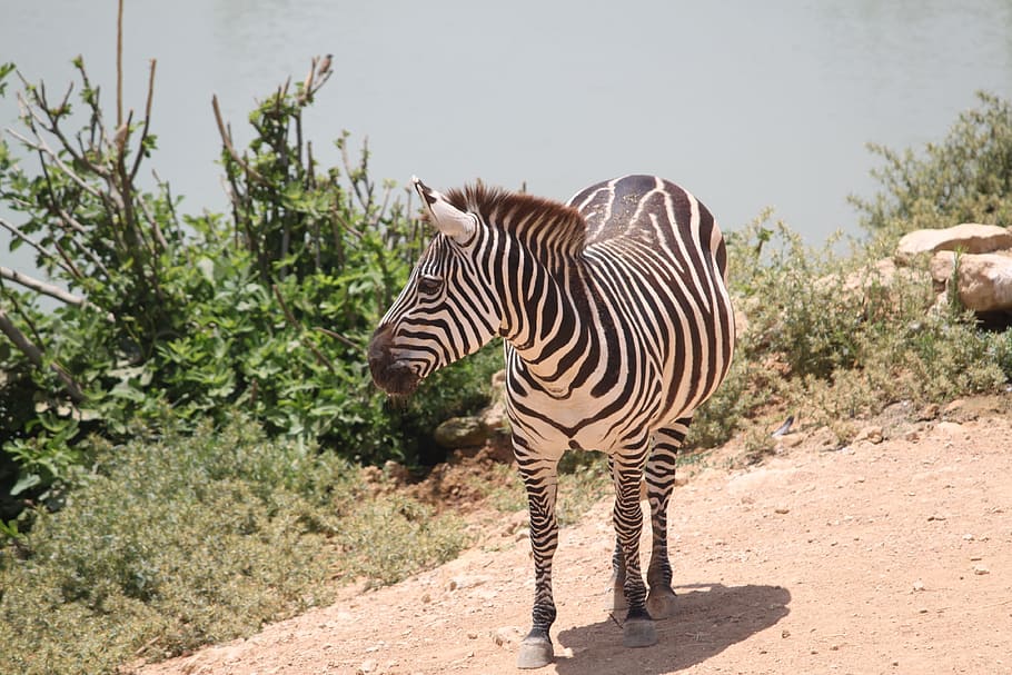 zebra, selvaggio, strisce, animale, mammifero, zebre, zoo, natura, safari, Africa, a strisce, fauna selvatica, animali allo stato selvatico, un animale, lunghezza intera, temi animali, pianta, giorno, vertebrato, in piedi, luce del sole, nessuno, erbivoro, all'aperto, segni di animali, animali domestici, 4K