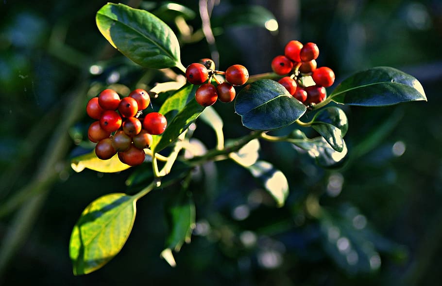bacca, frutti di bosco, frutta, maturo, foglia autunnale, le foglie, arbusto, rosso verde, giallo, cibo e bevande, cibo, mangiare sano, foglia, parte vegetale, pianta, albero, crescita, freschezza, natura, avvicinamento, colore verde, giorno, ramo, rosso, nessuno, all'aperto, agricoltura, 1080P