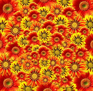 flors, taronja, flor, florir, taronja, flor, flors de color taronja, planta, brillant, gerbera, groc, naturalesa, vermell, primavera, jardí, humor, flor groga, decoració, estiu, pètals, assolellat, colorit, fons, cap gent, multicolor, cap de flor, planta amb flors, marc complet, frescor, color taronja, bellesa a la natura, fragilitat, primer pla, vulnerabilitat, pètal, inflorescència, vista d’angle alt, abundància, patró, 1080P, CC0, domini públic, lliure de regalies