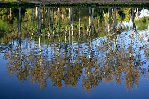 sø, træer, landskab, refleksioner, himmel, vand, afspejling, natur, udendørs, Dam, havnefronten, ingen mennesker, ro, dag, plante, træ, skønhed i naturen, rolig scene, dyr, stående vand, overflade, dyreliv, scenics - natur, vådområde, sump, 4K, CC0, offentligt domæne, royaltyfrie