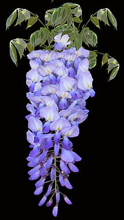 glicine, viola, vite, primavera, fiore, pianta fiorita, fragilità, pianta, bellezza nella natura, vulnerabilità, petalo, freschezza, avvicinamento, infiorescenza, testa di fiore, girato in studio, sfondo nero, natura, crescita, nessuno, botanica, profumato, lavanda, un mazzo di fiori, lilla, 4K, CC0, dominio pubblico, privo di copyright