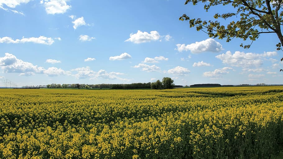 Landschaft, Natur, Felder, Bereich der Raps, Himmel, Wolken, Elbaue, hübsch, Landwirtschaft, ländliche Szene, Raps, Feld, Sommer-, Gelb, Bauernhof, Blau, draußen, wolke - himmel, Land, Pflanze, Umgebung, Szenen - Natur, ruhige Szene, Ernte, Blume, Wachstum, Schönheit in der Natur, Ruhe, Frühling, lebendige Farbe, keine Leute, 4K