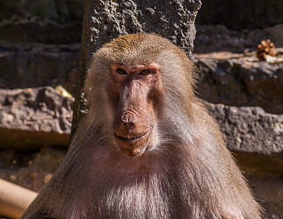 scimmia, zoo, comodità, animali, primate, fauna selvatica, mammifero, animali allo stato selvatico, un animale, vertebrato, babbuino, nessuno, avvicinamento, concentrarsi sulle conoscenze acquisite, natura, ritratto, giorno, all'aperto, parte del corpo animale, bocca aperta, bocca animale, 2K, CC0, dominio pubblico, privo di copyright