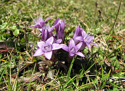 blomma, altfiol, violett, blommig, äng, natur, gräs, vår, sommar, blommande växt, växt, bräcklighet, friskhet, sårbarhet, skönhet i naturen, tillväxt, kronblad, lila, landa, fält, närbild, blomställning, inget folk, blomhuvud, dag, utomhus, iris, springtime, krokus, 1080P, CC0, offentligt domän, royaltyfria