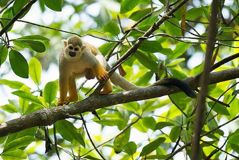 maimuţă, ramură de copac, maro, permanent, copac, lemur, ramură, animale tematice, un animal, plantă, animale sălbatice, animal, animale în sălbăticie, animale vertebrate, mamifer, vedere unghiulară joasă, natură, frunze, parte a plantelor, nici o persoana, zi, arhiepiscop, în aer liber, ședință, Culoarea verde, 2K, CC0, domeniu public, fără drepturi de autor