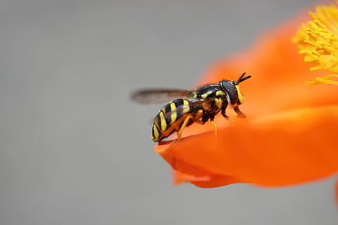 hveps, valmue, insekt, bestøvning, dyr, indsamle nektar, bi, orange, blomst, blomstre, flor, indsamle pollen, plante, natur, fødeindtagelse, tæt, have, dyre temaer, dyreliv, et dyr, hvirvelløse, tæt på, dyr i naturen, ingen mennesker, blomstrende plante, skønhed i naturen, orange farve, kronblad, makro, friskhed, skrøbelighed, udendørs, blomsterhoved, 5K, CC0, offentligt domæne, royaltyfrie