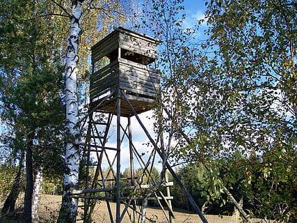 delícia, cacera, bosc, a l'aire lliure, naturalesa, arbre, material de fusta, cel, arquitectura, vista d’angle baix, dia, estructura construïda, planta, creixement, cap gent, torre, terra, exterior de l'edifici, vell, edifici, torre de vigilància, llum solar, escala, 2K, CC0, domini públic, lliure de regalies