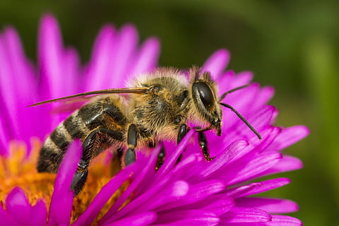 Marrone, colpo di macro, macro, insetto, fiorire, fioritura, fiore, natura, viola, polline, pianta, vicino, ape sul fiore, pianta fiorita, animale, invertebrato, temi animali, un animale, fauna selvatica, fragilità, petalo, animali allo stato selvatico, avvicinamento, bellezza nella natura, vulnerabilità, freschezza, testa di fiore, colore rosa, impollinazione, nessuno, Ape, all'aperto, 2K, CC0, dominio pubblico, privo di copyright