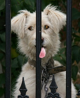 Hund, Sprache, lustig, Weiß, Eckzahn, inländisch, ein Tier, Tierthemen, Tier, Haustiere, Säugetier, Wirbeltier, keine Leute, Tag, Zaun, Grenze, Fokus auf den Vordergrund, Barriere, Metall, suchen, Nahansicht, draußen, Tierkopf, Tiermund, 1080P, CC0, gemeinfrei, lizenzfrei