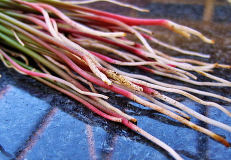 Oxalis, radici, bianca, suolo, pianta, naturale, botanico, biologico, botanica, erba, agricoltura, all'aperto, ambiente, orticoltura, vegetazione, avvicinamento, nessuno, giorno, freschezza, cibo e bevande, cibo, verdura, benessere, mangiare sano, natura morta, cibo crudo, vista dall'alto, messa a fuoco selettiva, abbondanza, concentrarsi sulle conoscenze acquisite, preparazione, natura, dettaglio, 1080P, CC0, dominio pubblico, privo di copyright