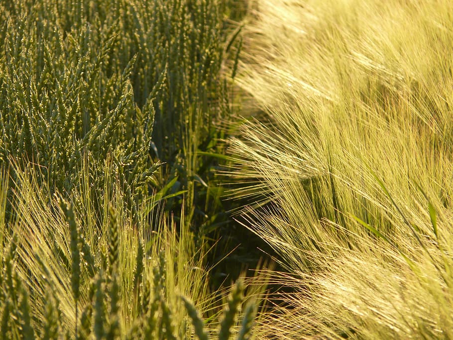 blat, camp de blat, espiga de blat, Espiga, cereals, gra, cultivable, agricultura, collita, menjar, llavor, camp d’ordi, ordi, cereal, camp de blat de moro, camp, orella, ordi nutritiu, planta, creixement, terra, cultiu, color verd, planta de cereals, naturalesa, enfocament selectiu, herba, bellesa a la natura, granja, escena rural, dia, primer pla, cap gent, paisatge, llum solar, a l'aire lliure, tija, herba de Timoteu, 2K