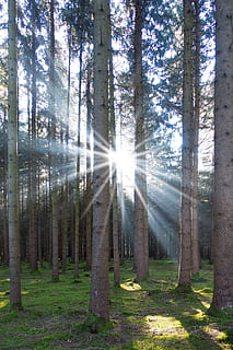 Eglė, miškas, spygliuočių, medis, pobūdį, samanos, galinės šviesos, saulė, spinduliai, augalų, medžio kamienas, bagažinė, žemės, saulės šviesa, ramybė, dieną, grožis gamtoje, augimą, ramioje scenoje, nėra žmonių, vaizdai - gamta, objektyvo atspindys, lauke, transliacijos, 5K, CC0, Viešasis domenas, nemokamai