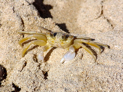 Granchio, cancro, mollusco, spiaggia, temi animali, fauna selvatica, animali allo stato selvatico, animale, un animale, sabbia, terra, natura, avvicinamento, giorno, nessuno, mare, luce del sole, crostaceo, all'aperto, marino, invertebrato, parte del corpo animale, 1080P, CC0, dominio pubblico, privo di copyright