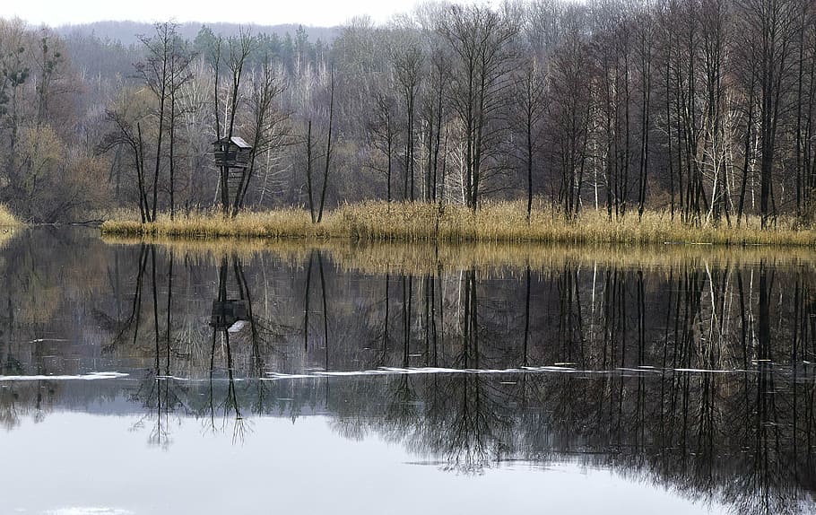 riu, refugi, naturalesa, arbres, paisatge, bosc, casa de camp, arbre, aigua, reflexió, tranquil·litat, planta, llac, davant del mar, bellesa a la natura, escena tranquil·la, cap gent, escenics - natura, escena no urbana, dia, arbre nu, terra, a l'aire lliure, simetria, llac de reflexió, 5K