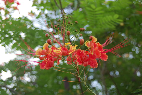 flowerss, bitkiler, doğa, çiçek, bitki, çiçekli bitki, büyüme, doğada güzellik, kırılganlık, tazelik, Güvenlik açığı, kapatmak, taçyaprağı, gün, ön plana odaklanmak, insansız, çiçek kafa, kırmızı, çiçeklenme, yeşil renk, ağaç, seçici odak, polen, 2K, CC0, kamu malı, telif ücretsiz