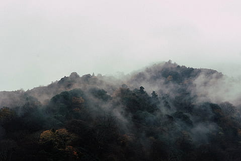 foto, foresta, coperto, nebbia, montagna, paesaggio, picco, vertice, alberi, pini, vista, estetico, rocce, cielo, nuvole, Highlands, natura, tempo metereologico, la tranquillità, nessuno, bellezza nella natura, all'aperto, Paesaggi, giorno, ambiente, albero, pianta, terra, scenics - natura, smog, mattina, viaggio, catena montuosa, bosco, Pino, picco di montagna, 4K, CC0, dominio pubblico, privo di copyright