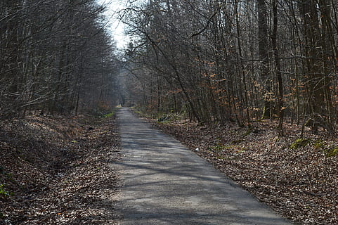 camí forestal, paisatge, sender forestal, arbres, bosc, lluny, tardor, atmosfera, idíl·lic, arbre, terra, el camí a seguir, direcció, tranquil·litat, planta, cap gent, naturalesa, escena tranquil·la, bellesa a la natura, perspectiva decreixent, tronc de l'arbre, dia, sendera, tronc, escena no urbana, escenics - natura, a l'aire lliure, 5K, CC0, domini públic, lliure de regalies
