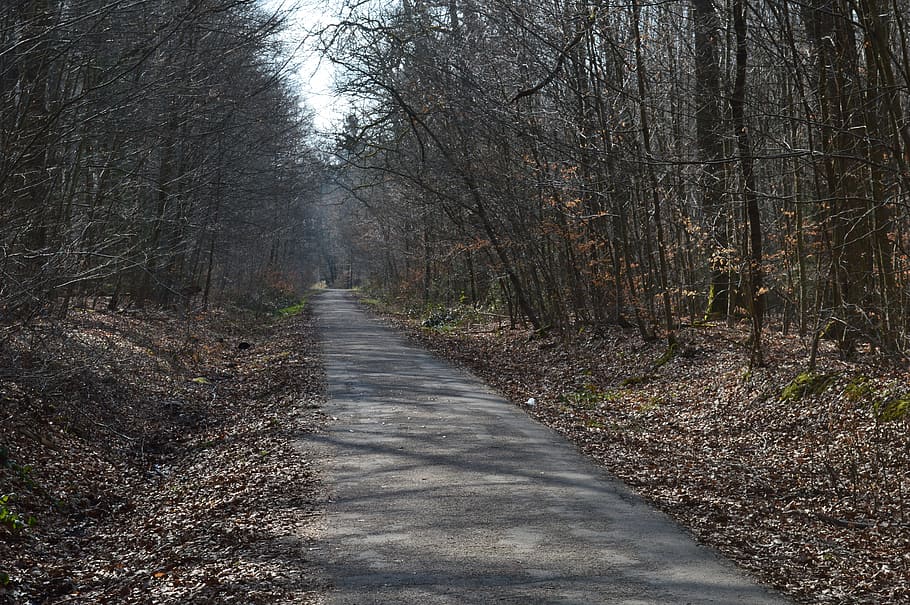 camí forestal, paisatge, sender forestal, arbres, bosc, lluny, tardor, atmosfera, idíl·lic, arbre, terra, el camí a seguir, direcció, tranquil·litat, planta, cap gent, naturalesa, escena tranquil·la, bellesa a la natura, perspectiva decreixent, tronc de l'arbre, dia, sendera, tronc, escena no urbana, escenics - natura, a l'aire lliure, 5K