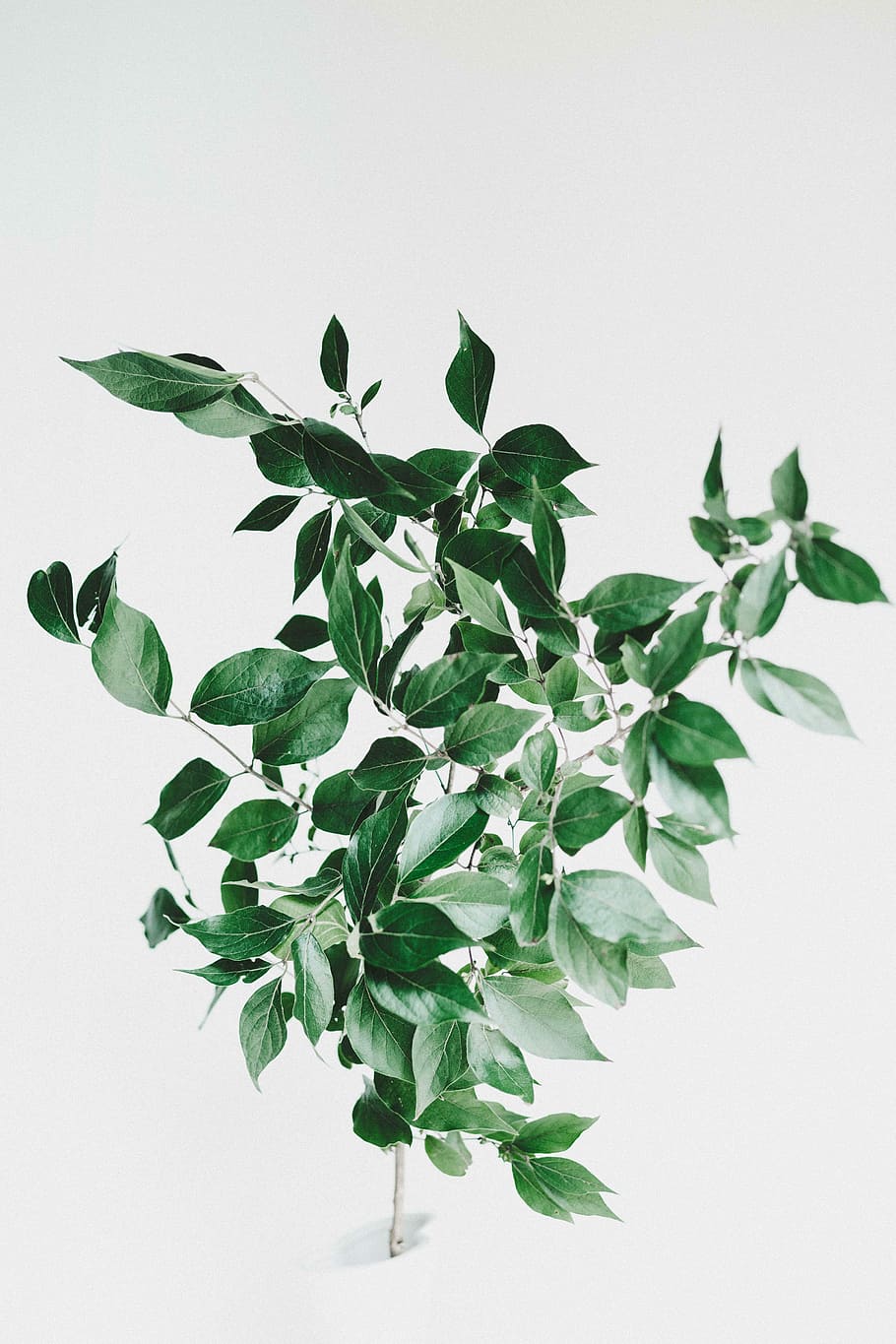planta de fulla verda, verd, planta de fulla ovada, arbre, branca, full, part de la planta, planta, fons blanc, creixement, naturalesa, color verd, tir de l'estudi, a l'interior, bellesa a la natura, cap gent, frescor, primer pla, vulnerabilitat, còpia espai, flor, fragilitat, planta amb flors, fulles, 5K