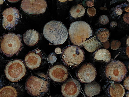 lajes de madeira marrom, toras, exploração madeireira, círculos, floresta, madeira, origens, quadro completo, registro, indústria madeireira, lenha, grande grupo de objetos, desmatamento, pilha, árvore, madeira - material, abundância, geração de combustível e energia, ninguém, problemas ambientais, combustível fóssil, fechar-se, dia, pilha de lenha, anel de árvore, 5K, CC0, domínio público, royalty free