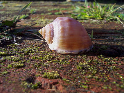 shell, close-up, mollusk, selective focus, land, nature, field, no people, day, animal shell, plant, animal wildlife, animal, moss, grass, animals in the wild, outdoors, animal themes, gastropod, sunlight, 2K, CC0, public domain, royalty free