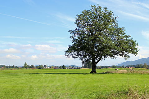 panorama, chiemgau, árvore, individualmente, Prado, visão distante, distante, natureza, Visão, montanhas, cênico, grama, plantar, céu, campo, beleza na natureza, scenics - natureza, cor verde, terra, cena tranquila, meio Ambiente, nuvem - céu, tranquilidade, crescimento, cena não urbana, ninguém, dia, idílico, ao ar livre, 4K, CC0, domínio público, royalty free