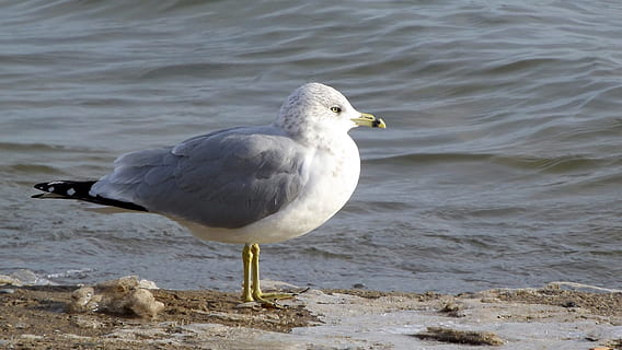 Fauna, Vogel, Möwe, Nahansicht, Natur, das Ufer des Sees, Wasser, die Wellen, ein Tier, Tiere in freier Wildbahn, Tierthemen, Tierwelt, Tier, Wirbeltier, Meer, keine Leute, Tag, hocken, weiße Farbe, Strand, Fokus auf den Vordergrund, in voller Länge, draußen, 1080P, CC0, gemeinfrei, lizenzfrei