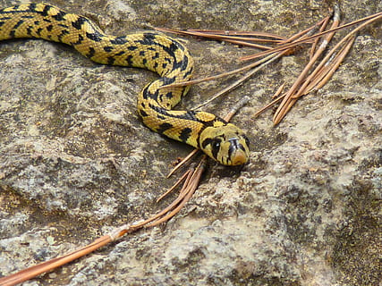 serp, groc, bosc, temes d'animals, animal, un animal, fauna animal, animals a la natura, rèptil, vertebrats, cap gent, vista d’angle alt, naturalesa, primer pla, dia, marques d’animals, a l'aire lliure, zoologia, senyal d'advertència, signe, zoo, verinós, escala d’animals, 4K, CC0, domini públic, lliure de regalies