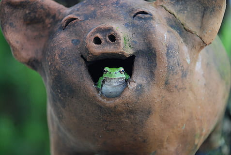 grøn, hvid, frø, Brun, keramisk, grise mund figurine, dagtimerne, træ frøer, svin, latter, tæt på, repræsentation, ingen mennesker, fokus på forgrunden, metal, Kunst og håndværk, dag, skulptur, statue, gammel, menneskelig repræsentation, rusten, udendørs, kreativitet, mund, natur, pattedyr, munden åben, 2K, CC0, offentligt domæne, royaltyfrie