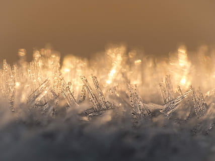 hvitt strenglampe, kaldtemperatur, snø, vinter, ingen folk, natur, anlegg, frossen, ro, selektiv fokusering, land, is, miljø, skumring, skjønnhet i naturen, utendørs, snøfnugg, tre, kopiere plass, morgen, nåletre, snowing, 4K, CC0, offentlig domene, opphavsrett gratis