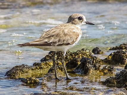 Stint, Seevogel, wandernd, Natur, grau, wild, Fauna, Ökosystem, Tier, Tierwelt, Umgebung, Vogel, Vögel beobachten, Zypern, ein Tier, Tiere in freier Wildbahn, Tierthemen, Wasser, Wirbeltier, Rock - Objekt, solide, Rock, hocken, keine Leute, Tag, Ufergegend, Fokus auf den Vordergrund, Seitenansicht, Meer, 2K, CC0, gemeinfrei, lizenzfrei