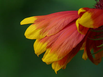 solbryggerier, helenium, kompositter, Asteraceae, blomst, blomstre, flor, blomsterhave, flora, sommerblomst, gul, orange, rød, tæt, makro, blomstrende plante, friskhed, kronblad, plante, skrøbelighed, sårbarhed, tæt på, skønhed i naturen, blomsterhoved, blomsterstand, vækst, natur, ingen mennesker, levende farve, fokus på forgrunden, studio skud, botanik, pollen, forår, blødhed, 2K, CC0, offentligt domæne, royaltyfrie