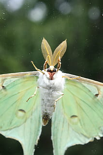 luna moth, insekt, bugs, flyvende, grøn, vinger, møl, natur, sommer, sæson, tæt på, Skov, makro, uden for, smuk, forår, dyre temaer, plante del, blad, dyr, dyreliv, et dyr, dyr i naturen, fokus på forgrunden, hvirvelløse, dag, ingen mennesker, skønhed i naturen, plante, vækst, grøn farve, udendørs, dyrefløj, sommerfugl - insekt, blomst, blade, 2K, CC0, offentligt domæne, royaltyfrie