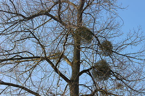 træ, efterår, Druids, gui, parasit healer, lav vinkel visning, bare træ, himmel, afdeling, plante, ingen mennesker, natur, skyfri himmel, dag, udendørs, ro, træstamme, blå, bagagerum, tørret plante, bygget struktur, arkitektur, fuld ramme, vækst, træ baldakin, 5K, CC0, offentligt domæne, royaltyfrie